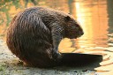 North America beaver