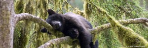 Bear cub in the forest